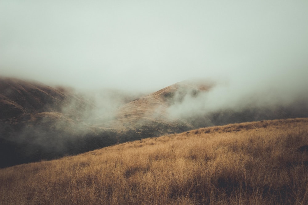 a grassy field with a mountain in the background