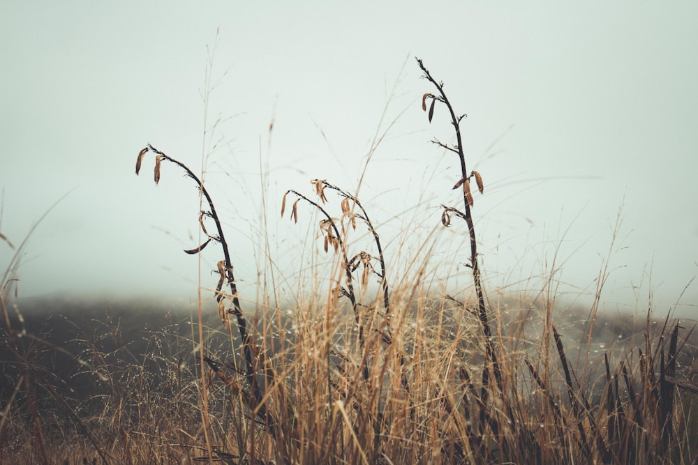 a field with tall dry grass on a foggy day