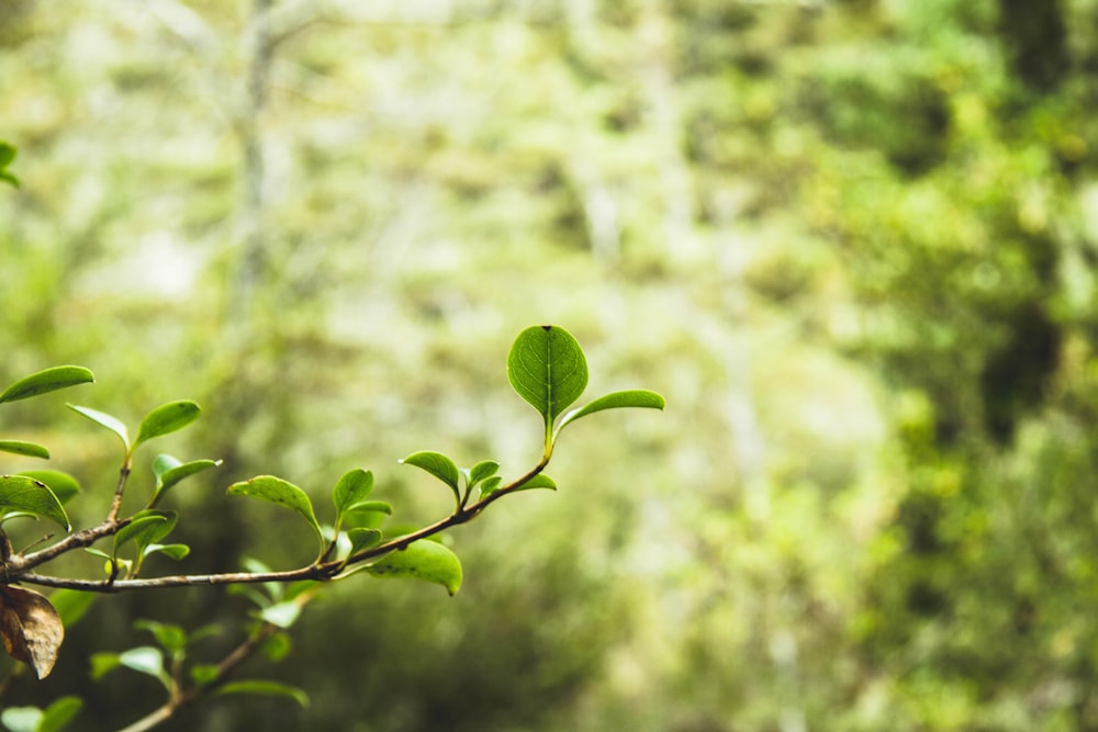 una rama de un árbol con hojas verdes