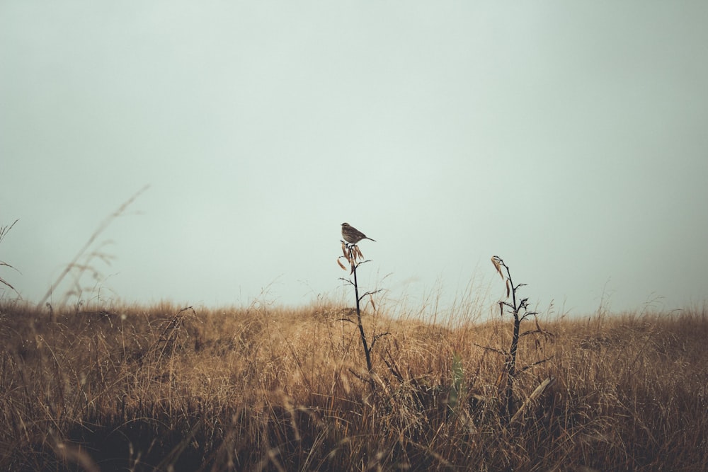 a bird sitting on top of a dry grass field