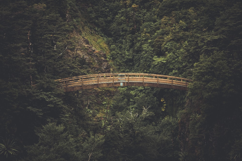 a wooden bridge over a lush green forest