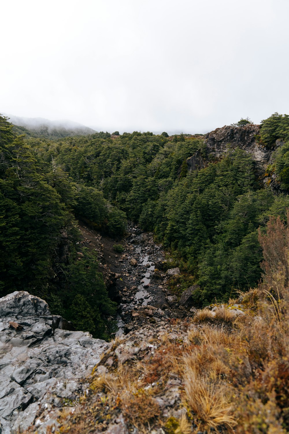 un arroyo que atraviesa un frondoso bosque verde