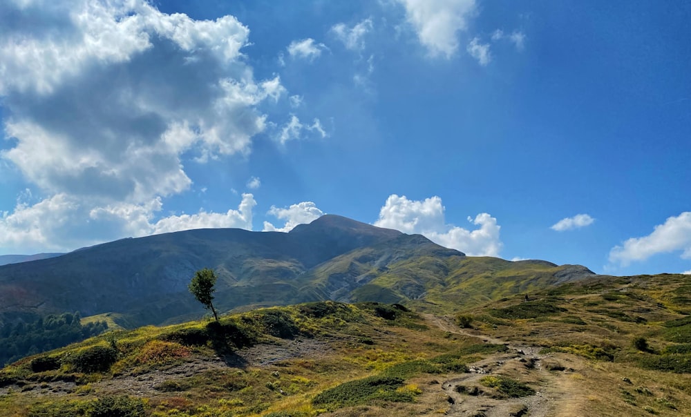 uma árvore solitária ao lado de uma montanha