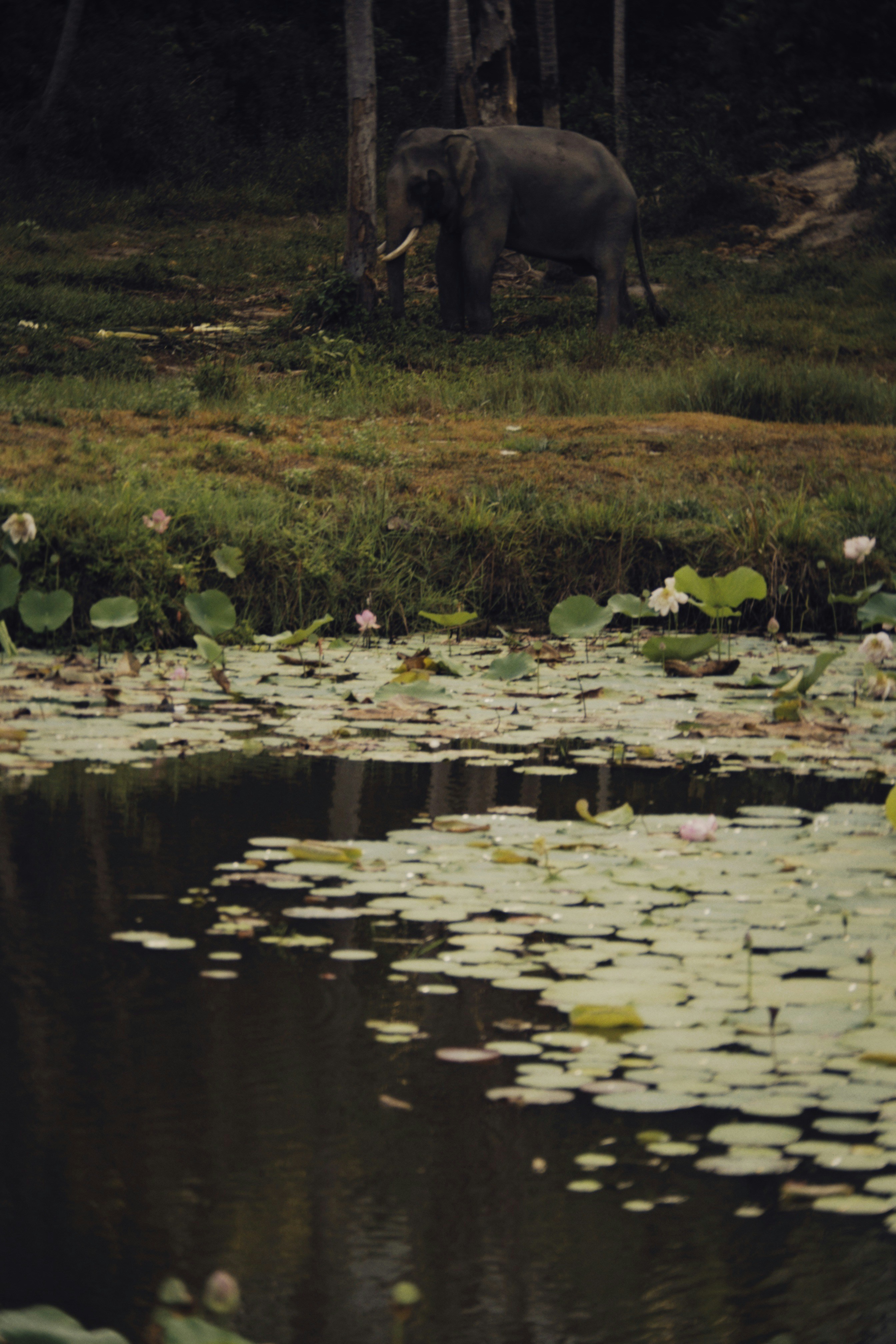 Photo by alexeydemidov