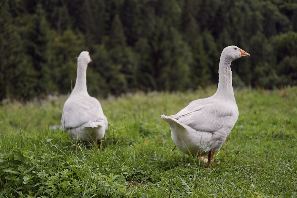 a couple of white geese standing on top of a lush green field