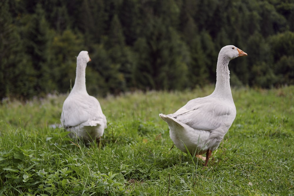 ein paar weiße Gänse stehen auf einem üppigen grünen Feld