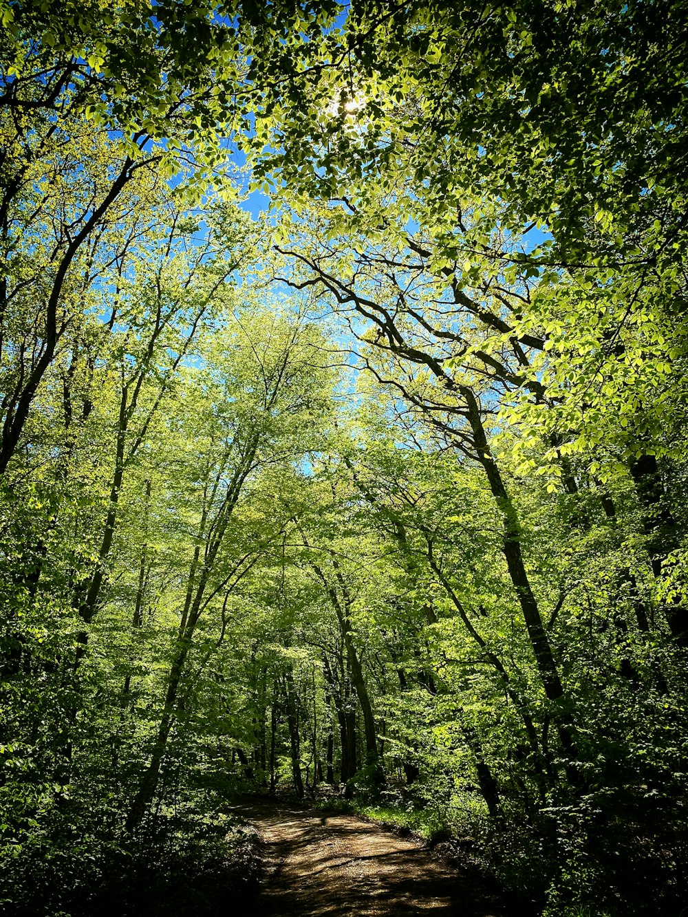 a dirt road in the middle of a forest