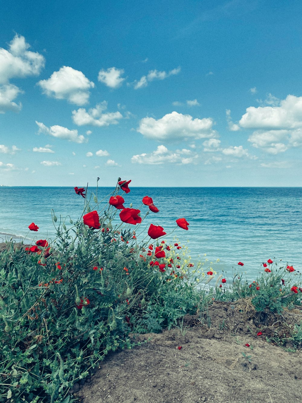 a field of red flowers next to a body of water