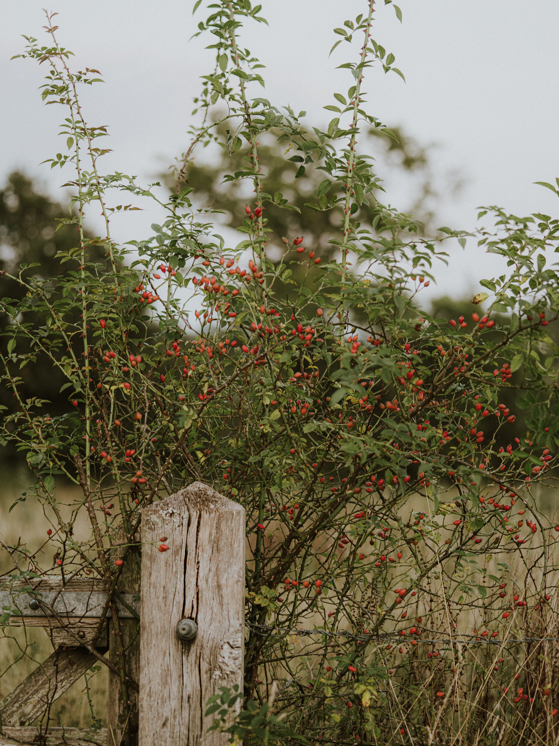 a close up of a tree