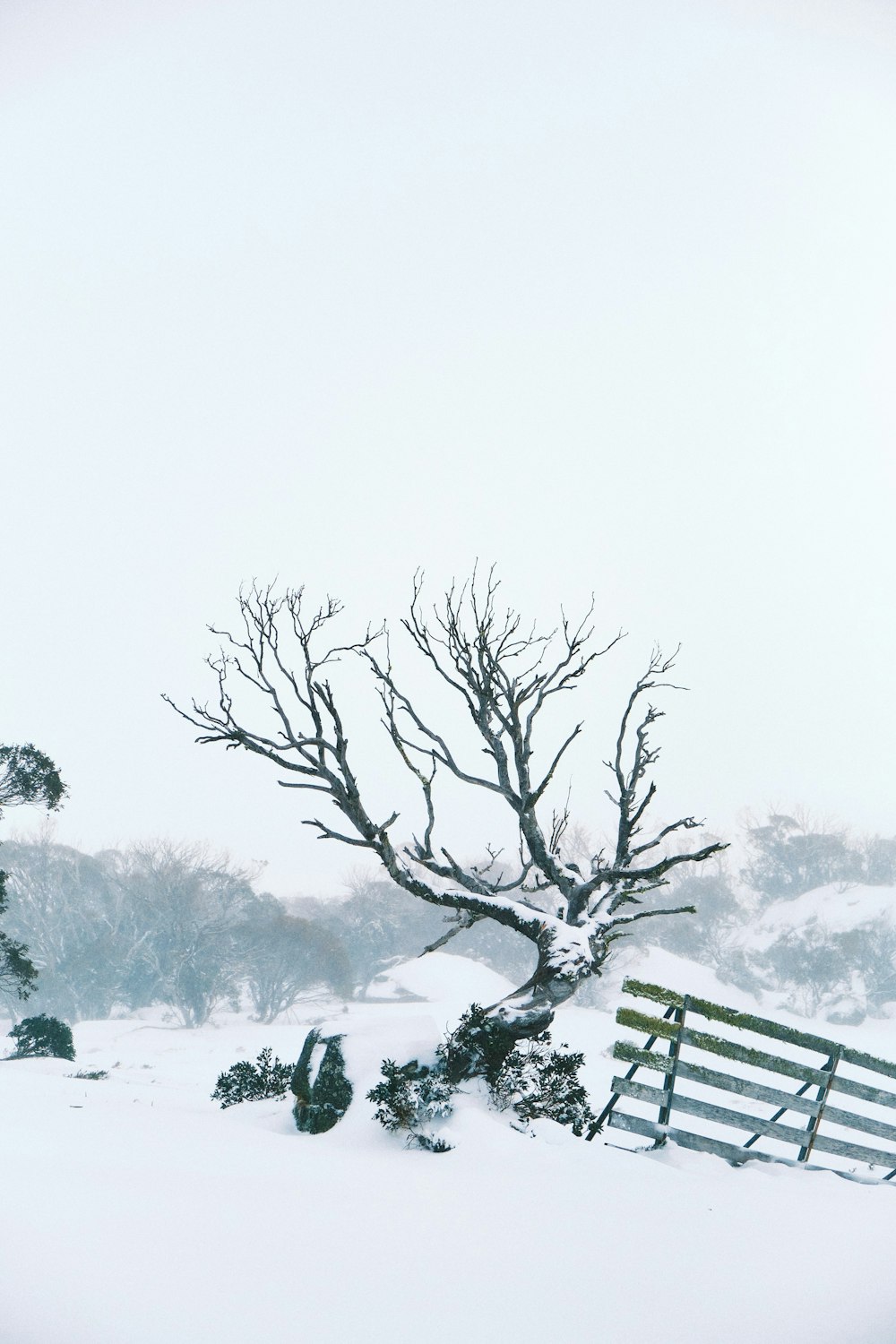 a lone tree stands in the snow near a fence