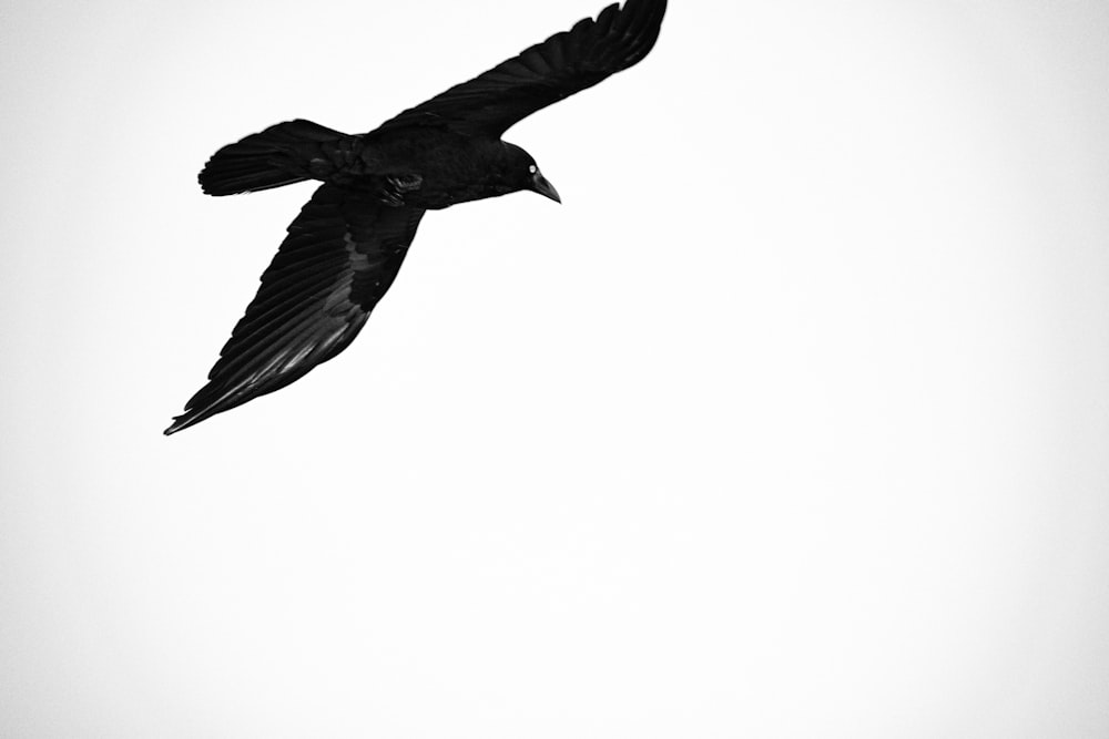 a black bird flying through a white sky