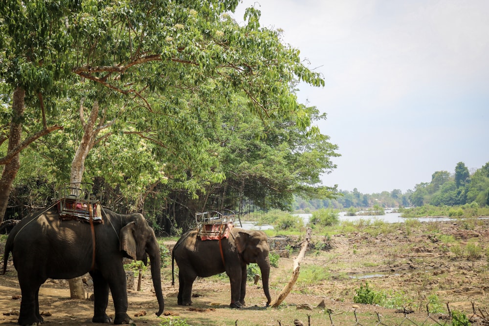 a couple of elephants that are standing in the dirt