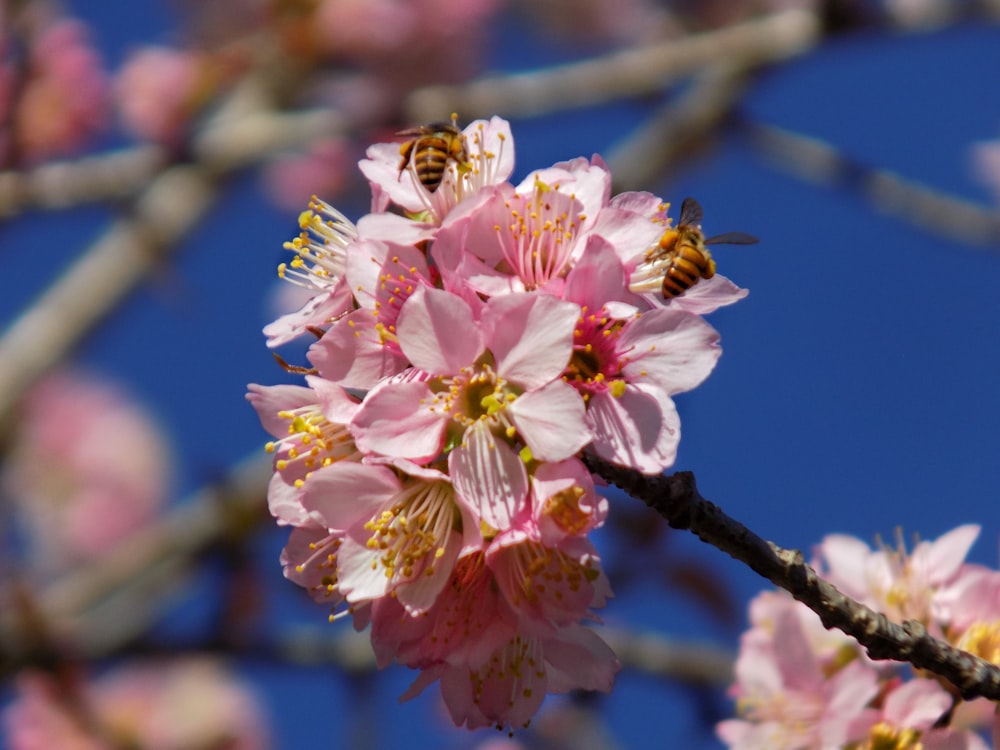 a bunch of pink flowers on a tree