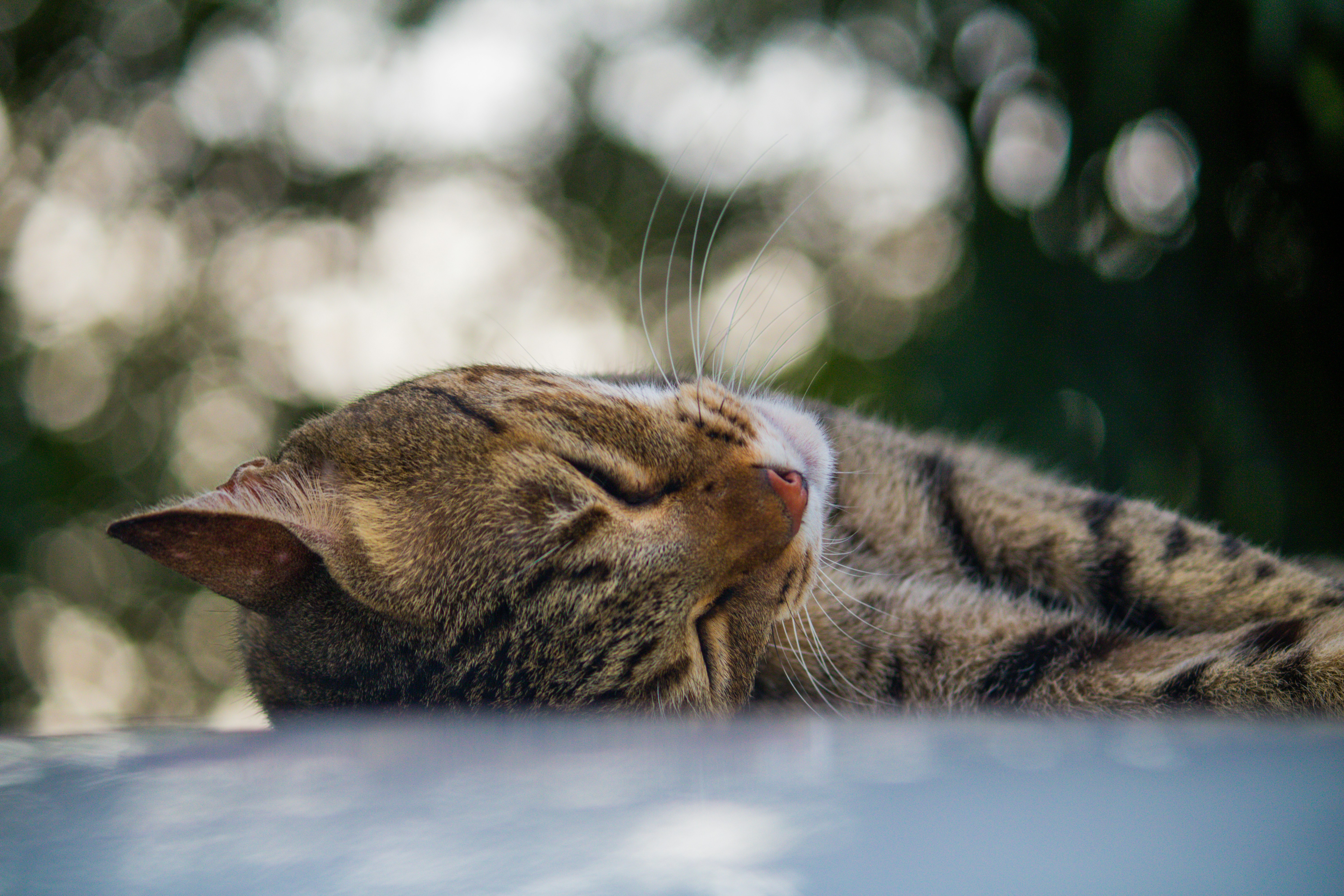 Photo by advait_parikh0309