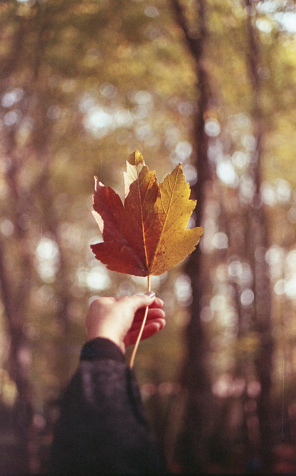 eine Person, die ein Blatt vor einem Wald hält