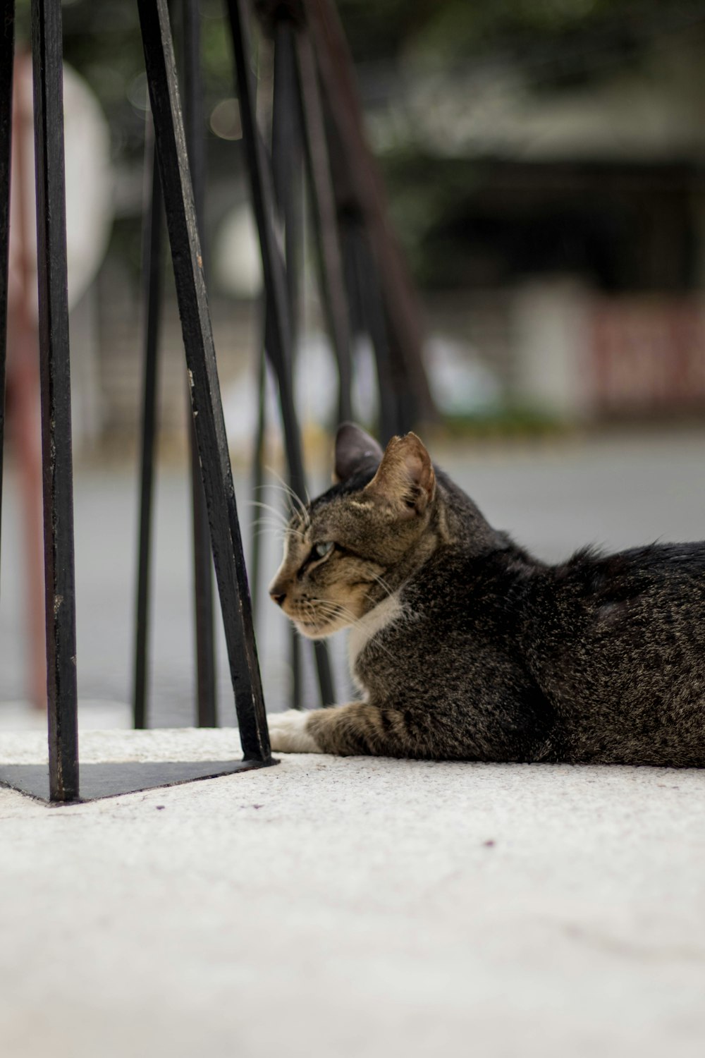 un chat étendu sur le sol à côté d’un poteau métallique