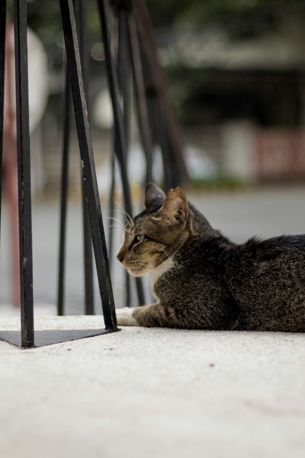 a cat laying on the ground next to a metal pole