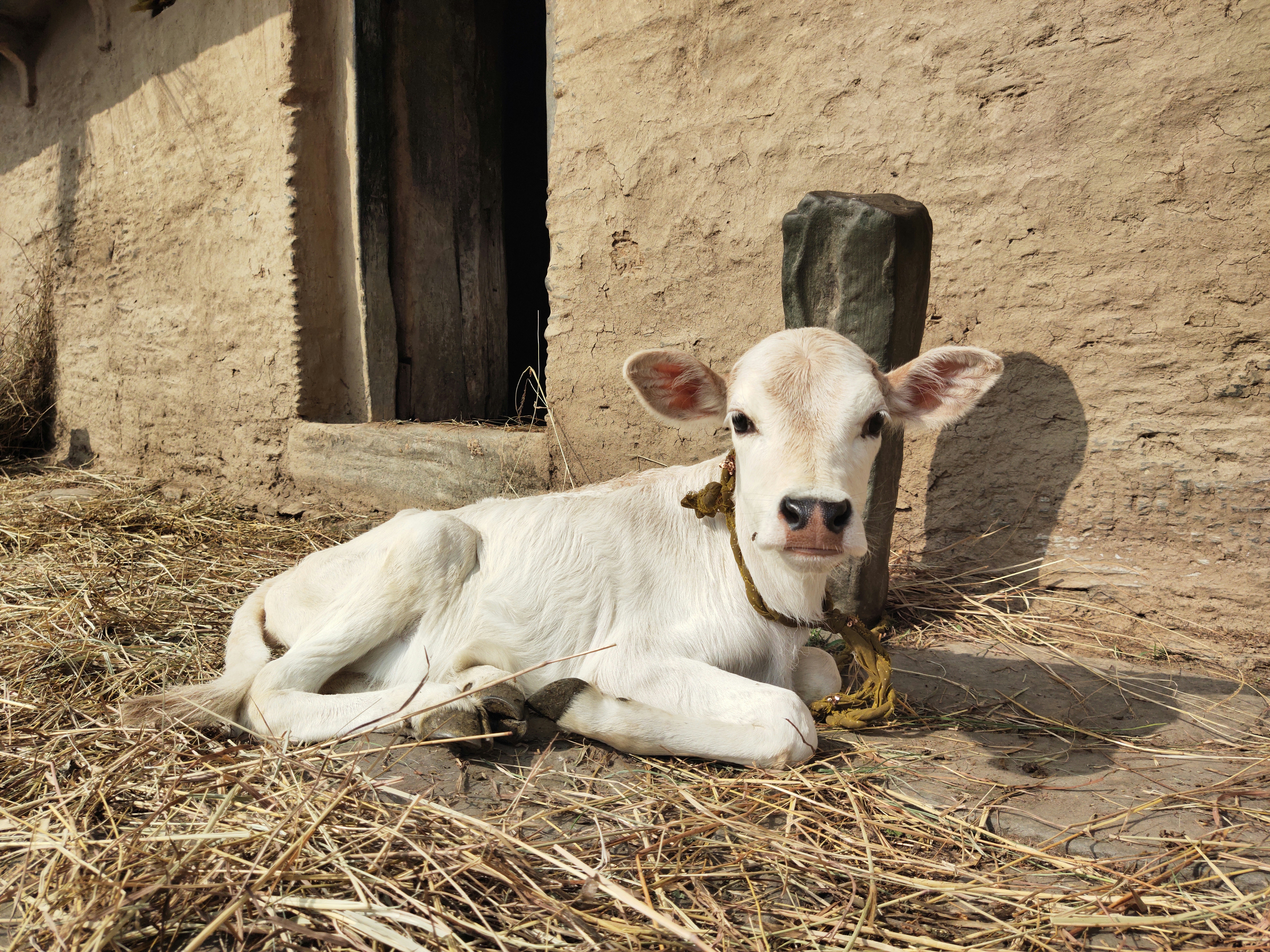 A white cow laying on top of dry grass photo – Free Cow Image on Unsplash