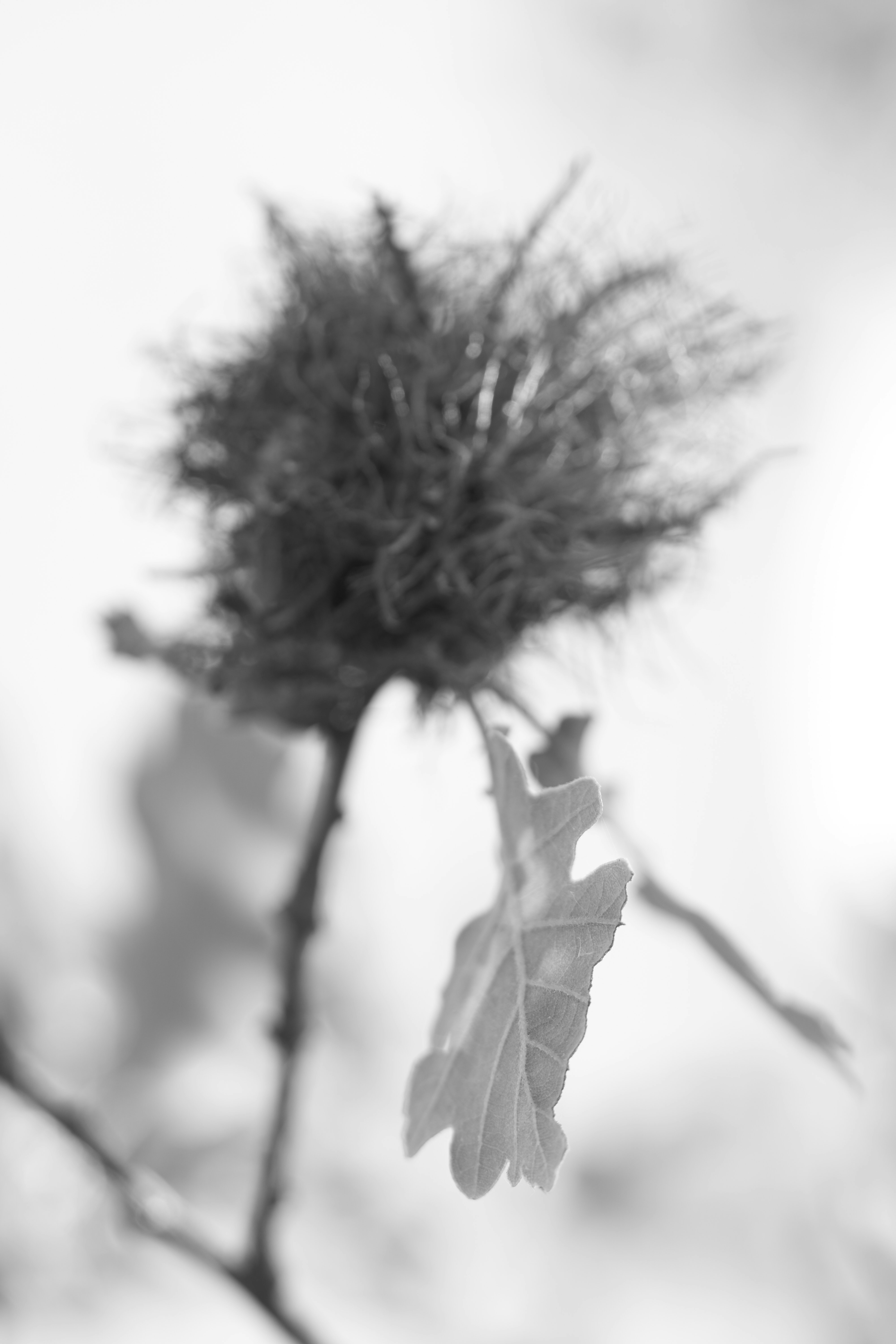 Photo by wolfgang_hasselmann