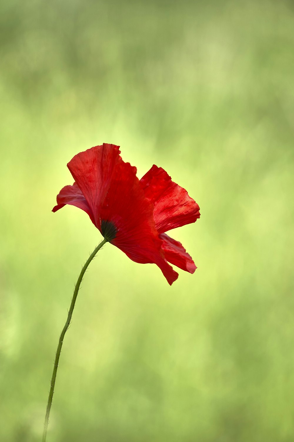 a single red flower with a blurry background