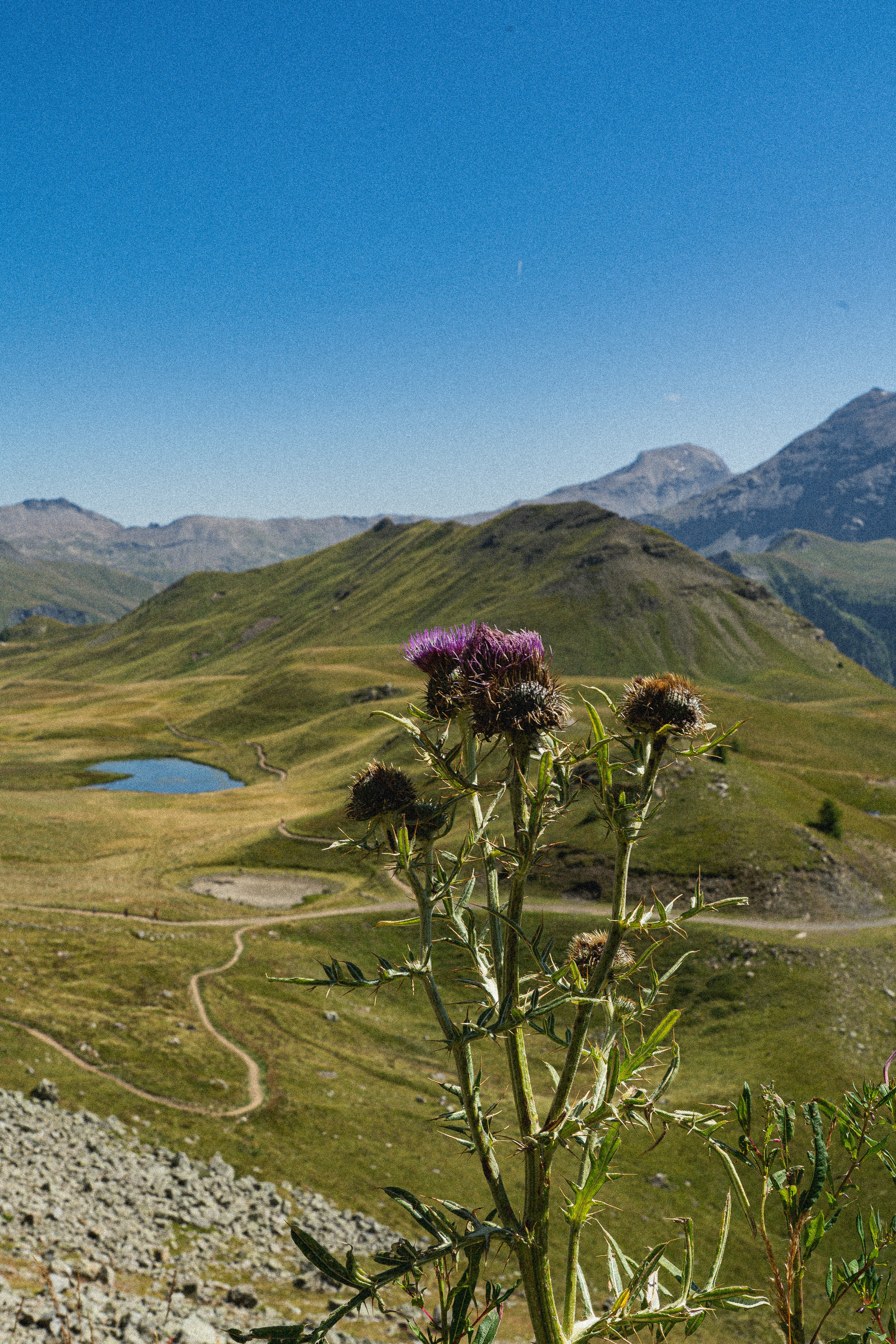a flower in the middle of a field with mountains in the background