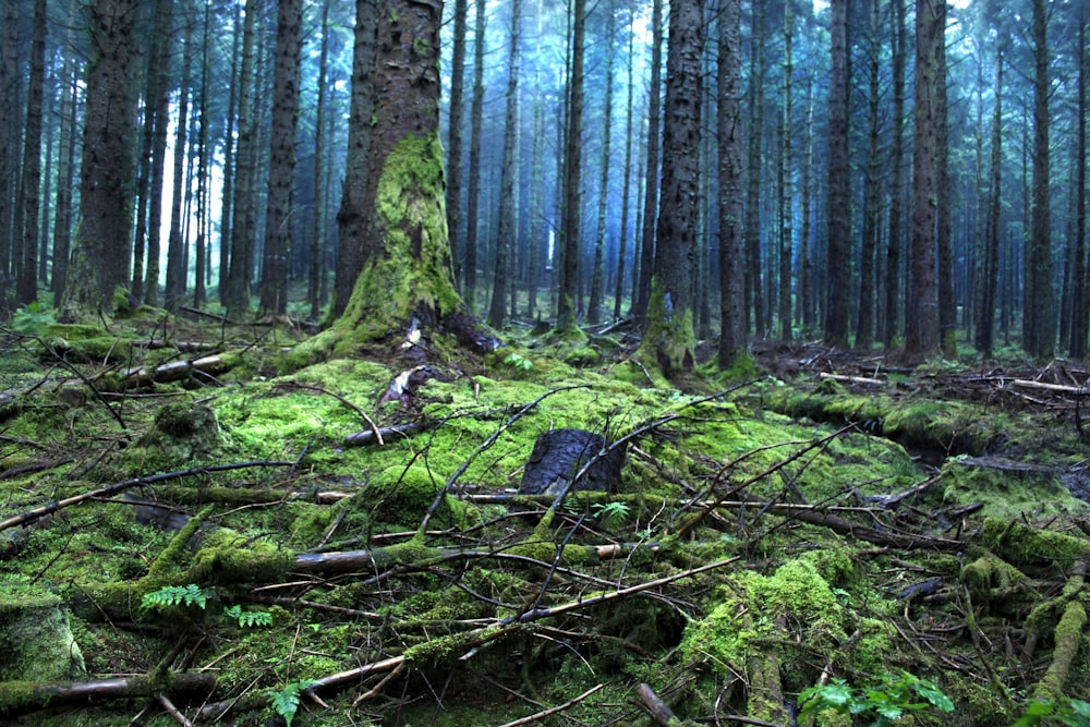 a moss covered forest with a tree stump in the foreground