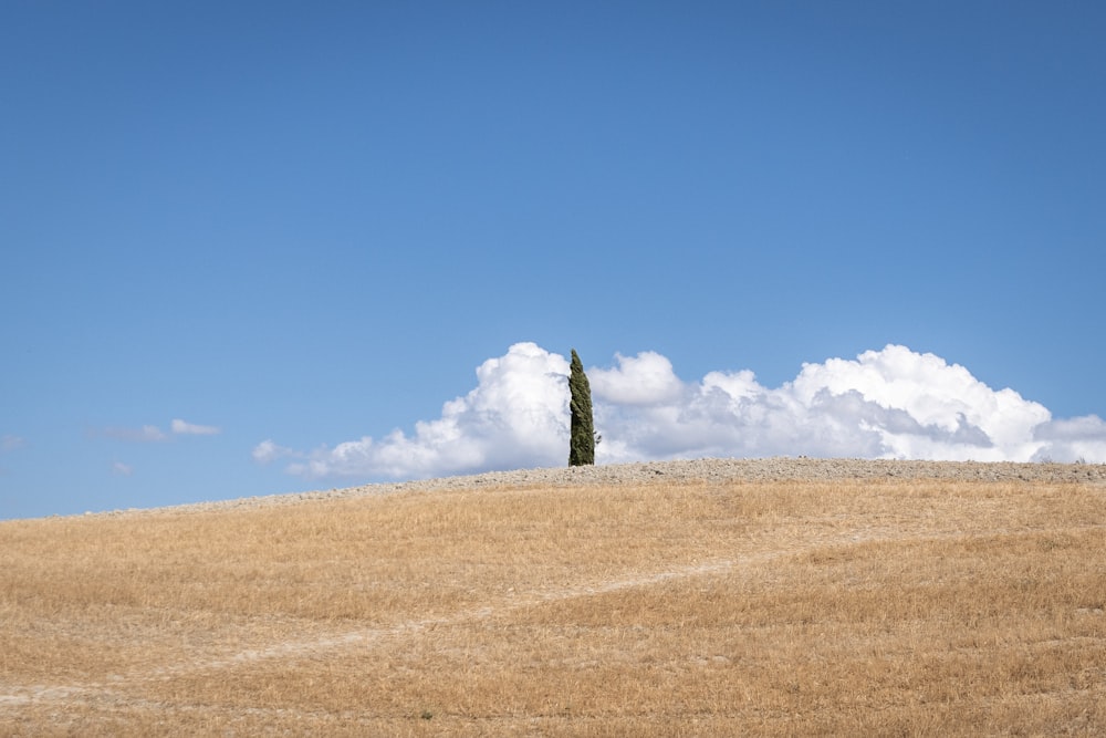 a lone tree on a hill under a blue sky