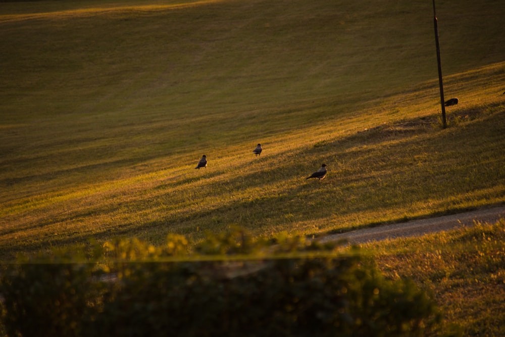 a group of birds walking across a lush green field