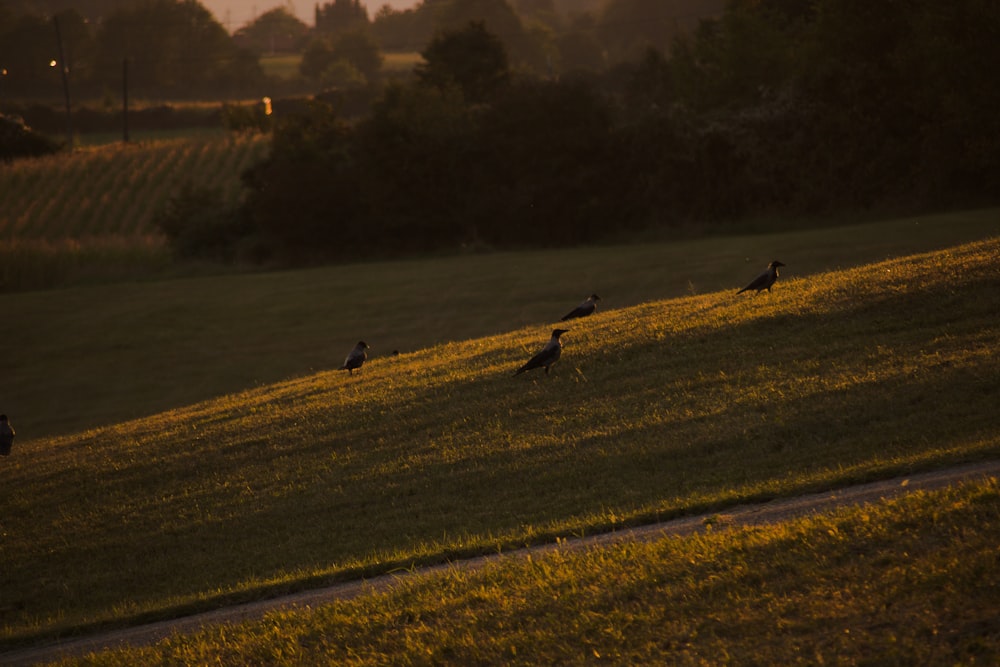 a flock of birds walking across a lush green field