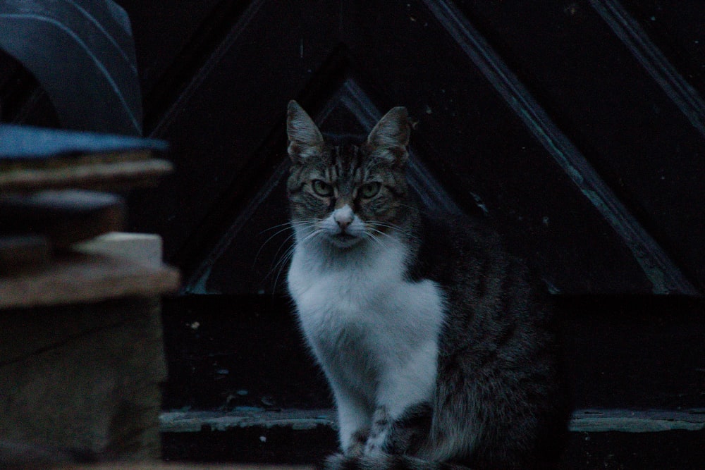 a cat sitting on a step looking at the camera