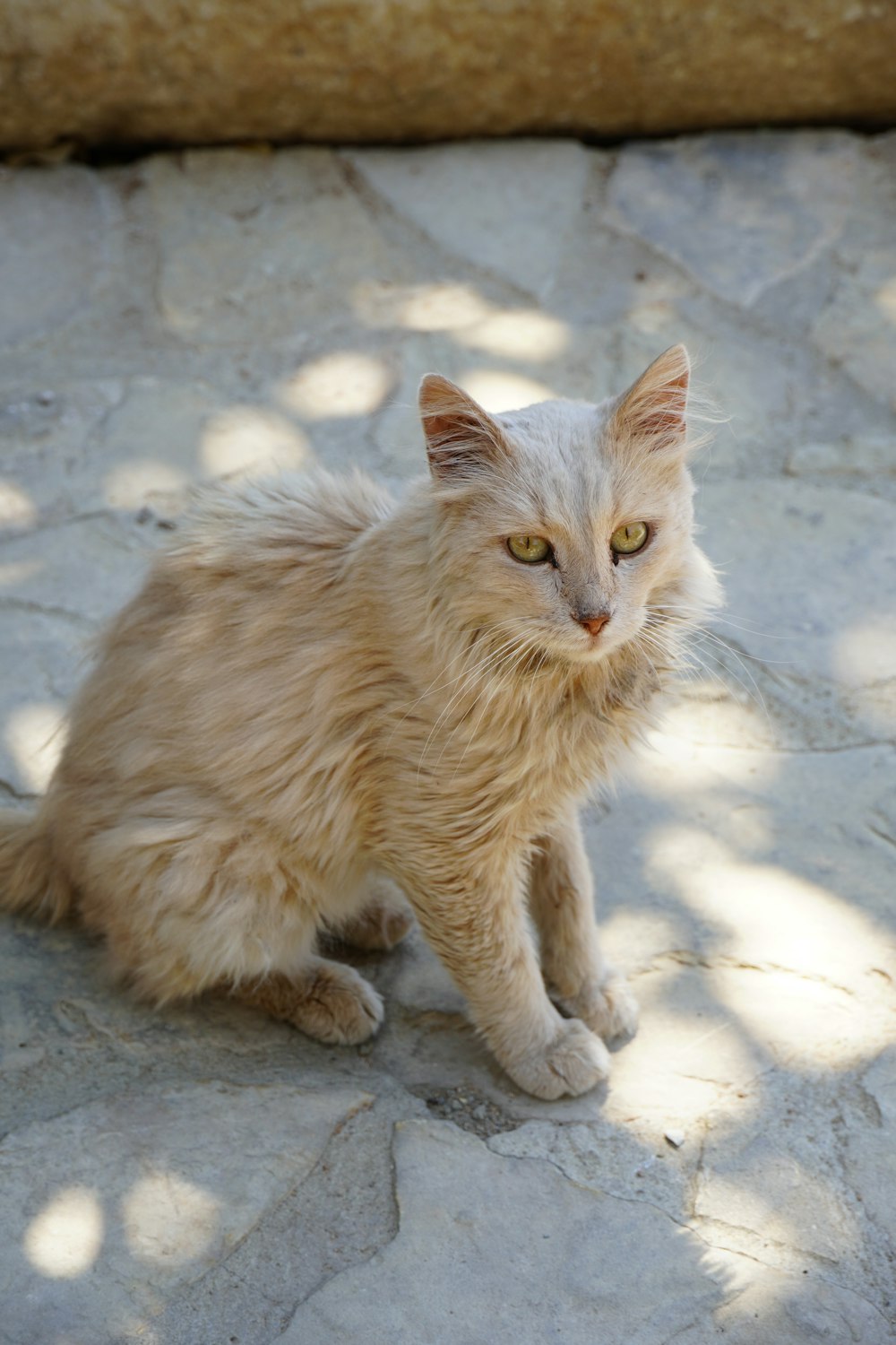 a cat sitting on a stone floor next to a tree