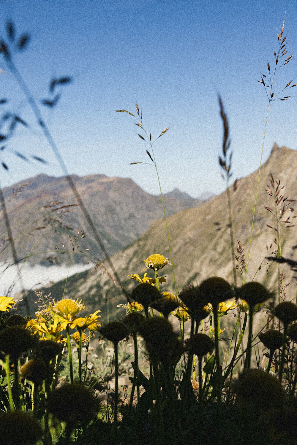 a field of yellow flowers with mountains in the background
