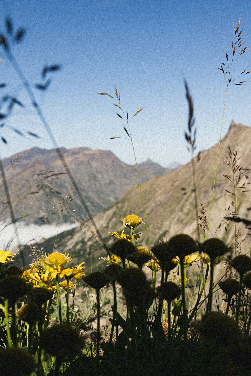 ein Feld gelber Blumen mit Bergen im Hintergrund