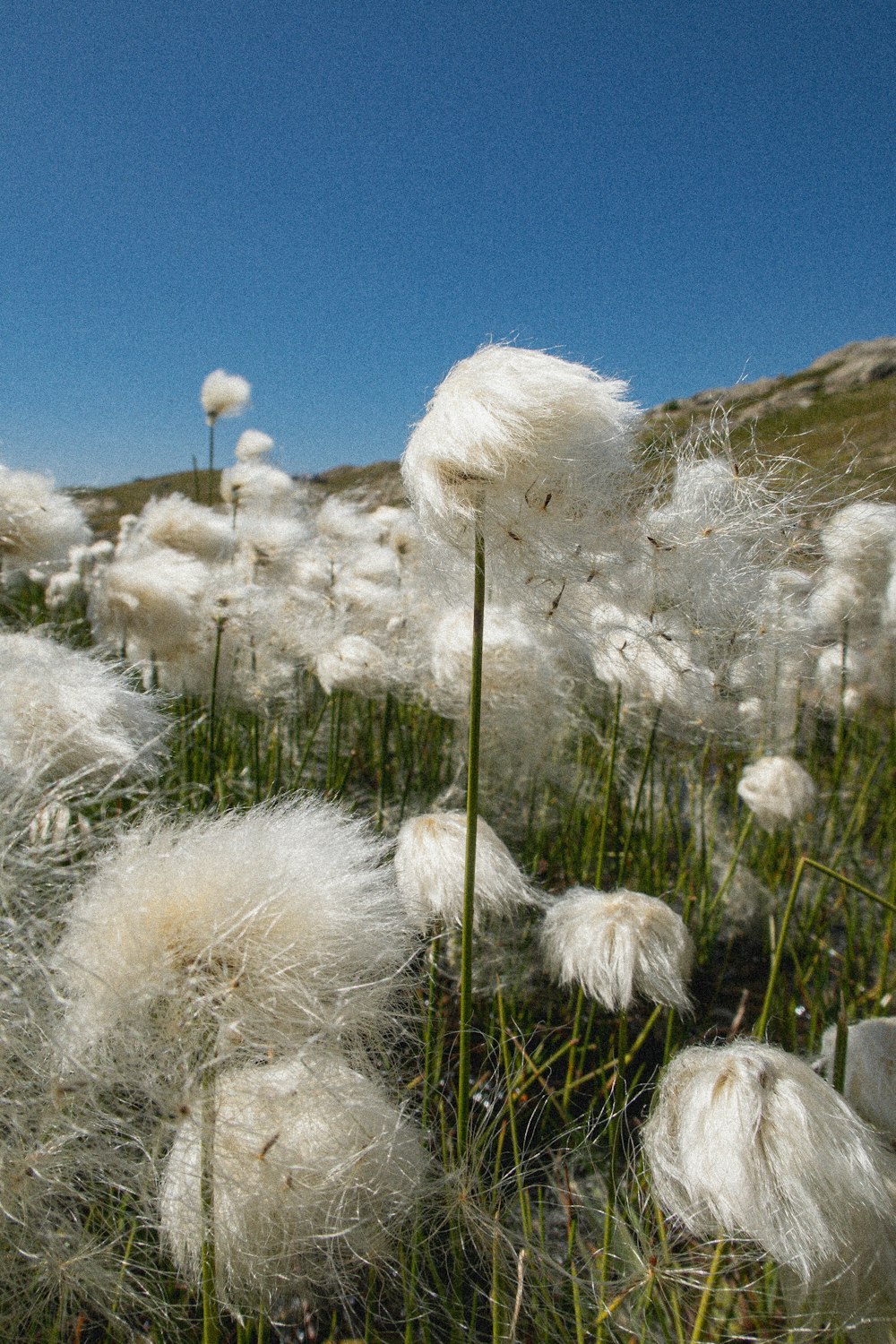 風に吹かれて白いふわふわの草がいっぱいの野原