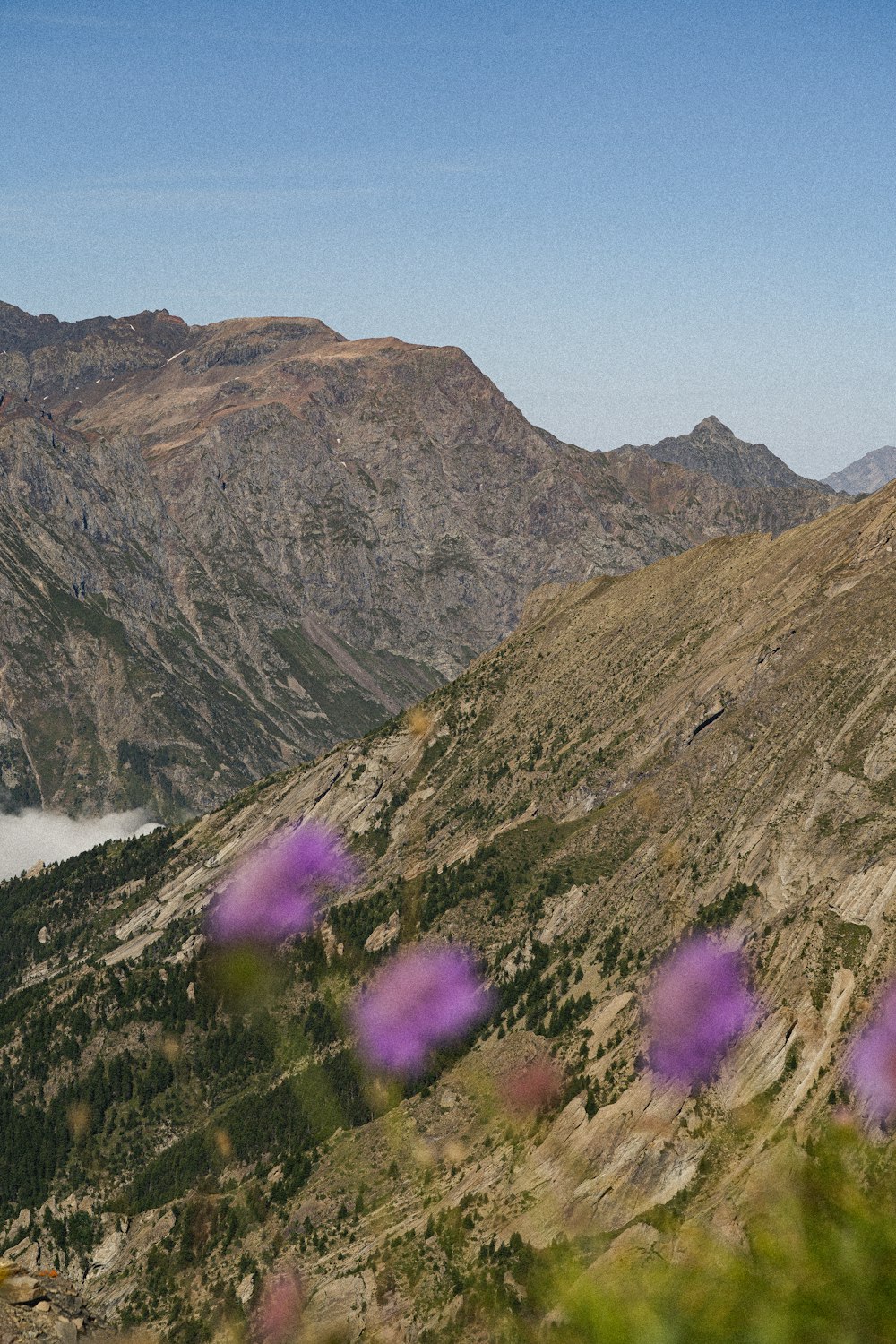 Flores púrpuras en primer plano con montañas en el fondo