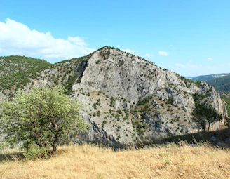 a mountain with a tree in the foreground