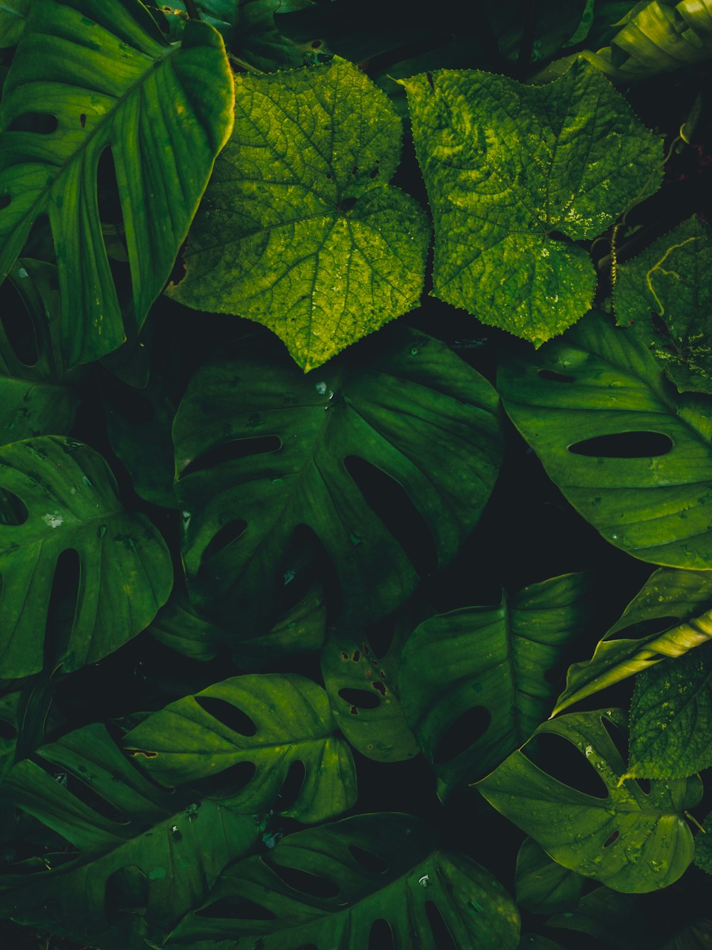 a close up of a bunch of green leaves