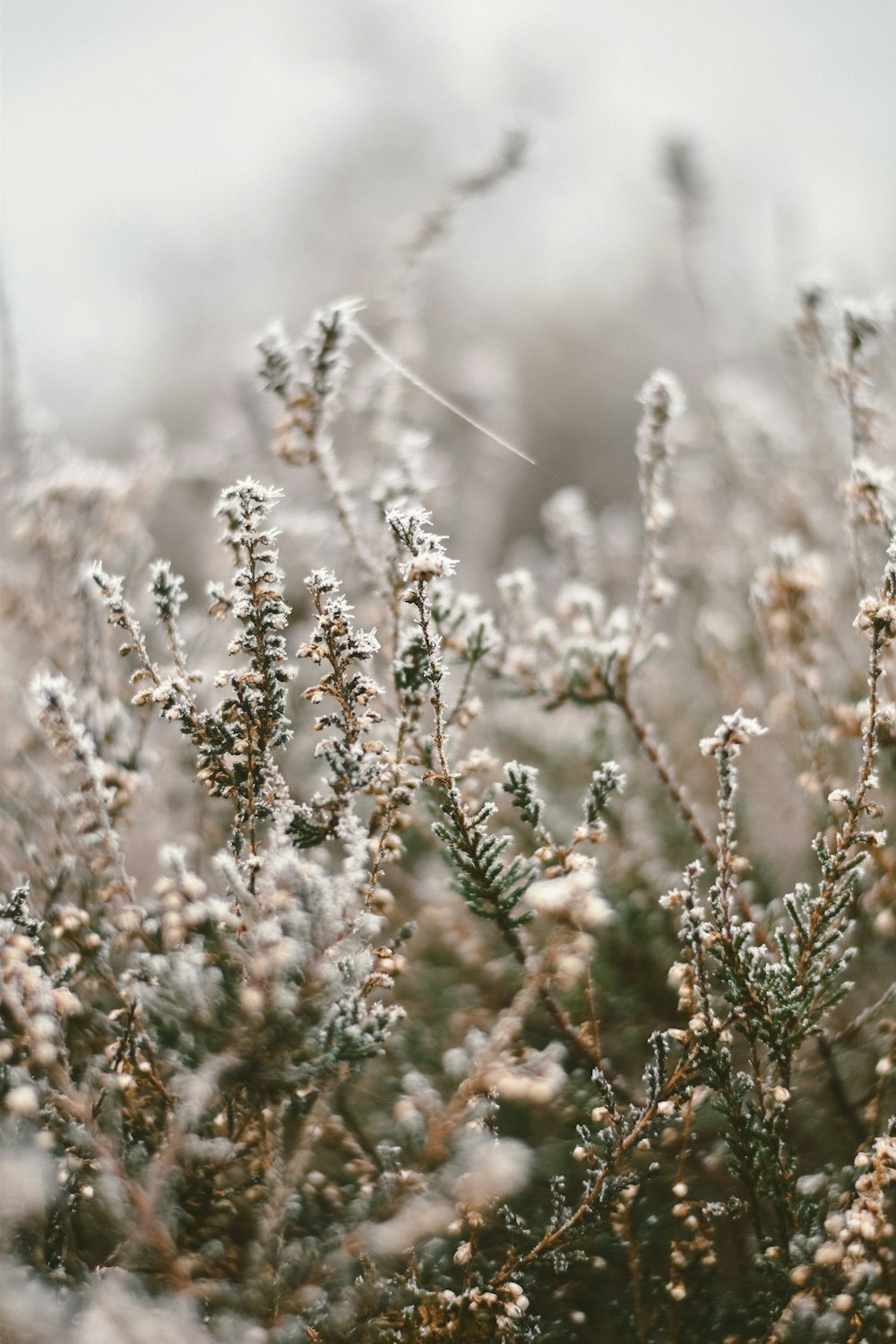 a close up of a plant with frost on it