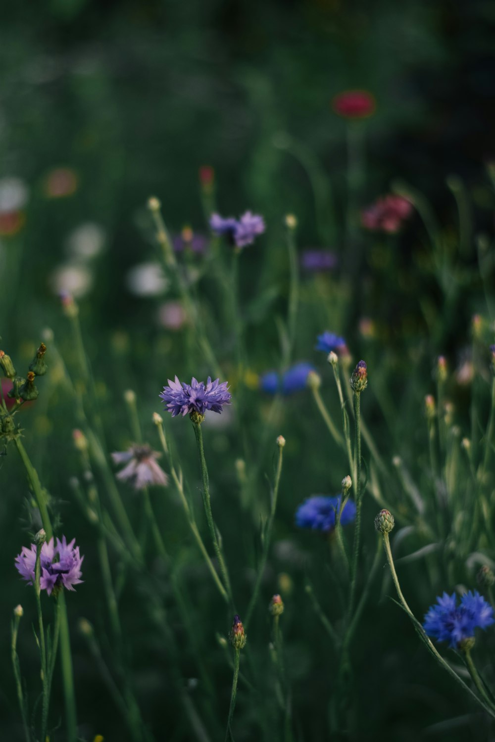 a bunch of flowers that are in the grass