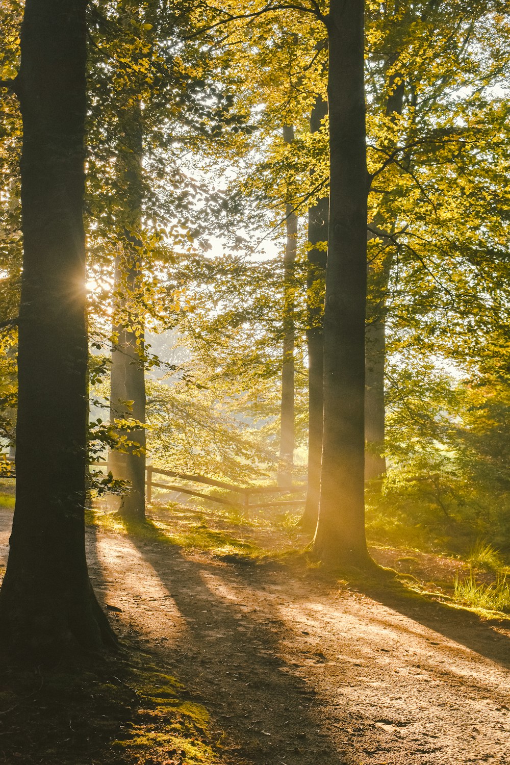 the sun is shining through the trees in the forest