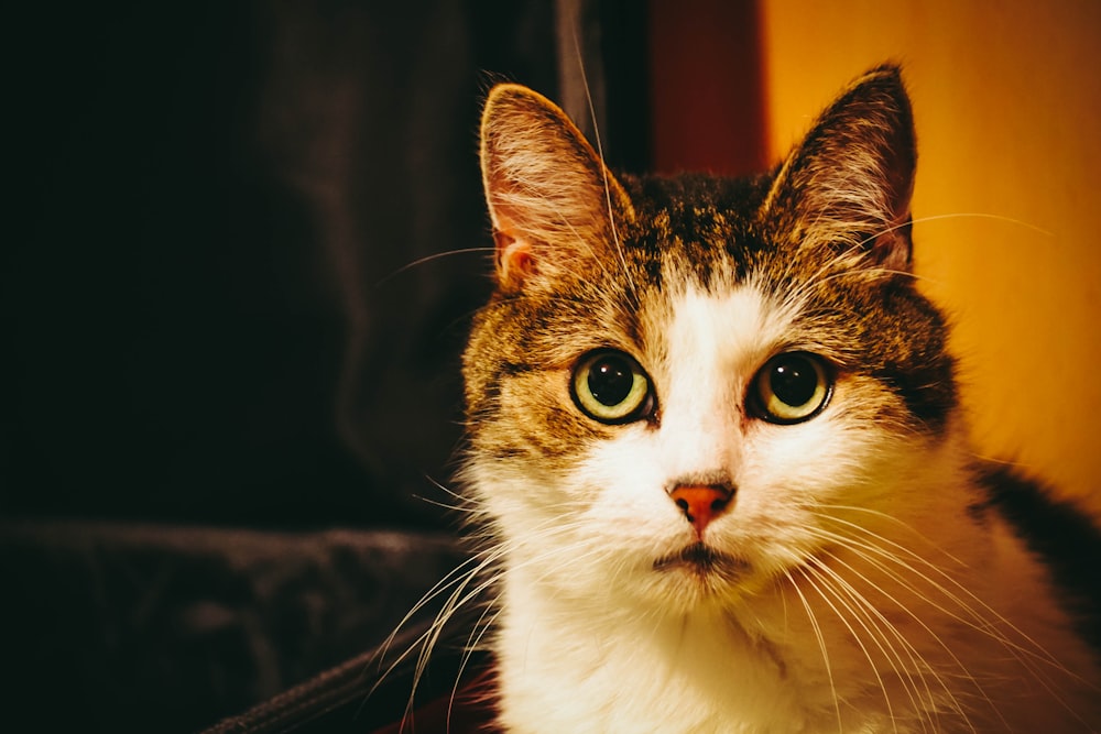 a close up of a cat looking at the camera