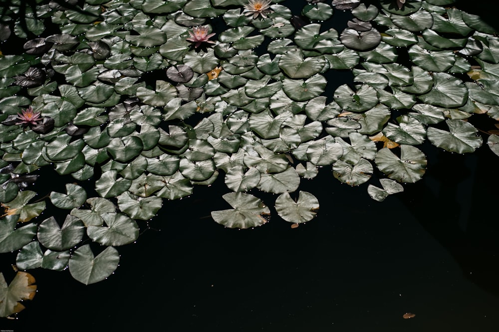 a bunch of water lilies floating on top of a body of water