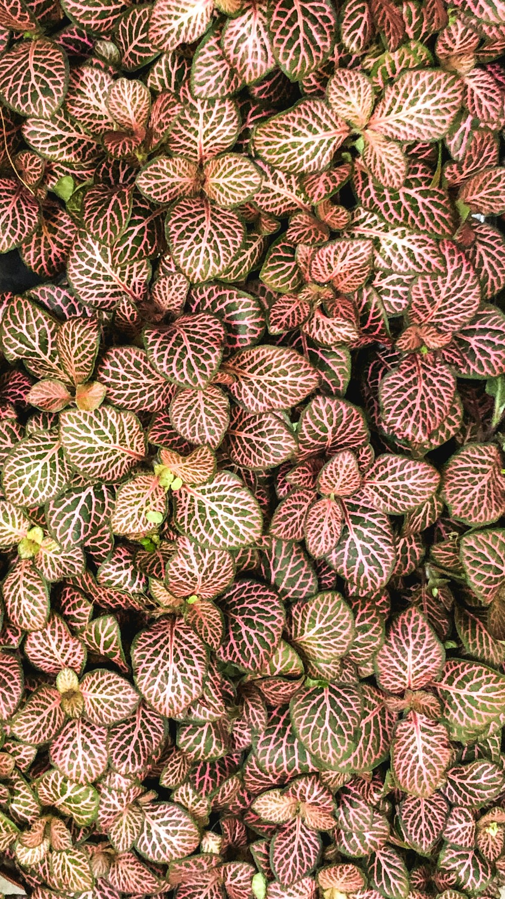 a close up of a bunch of flowers