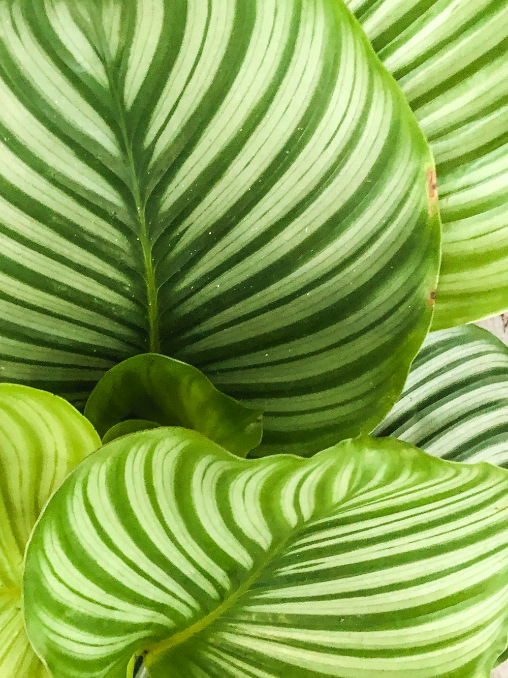 a close up of a large green leaf