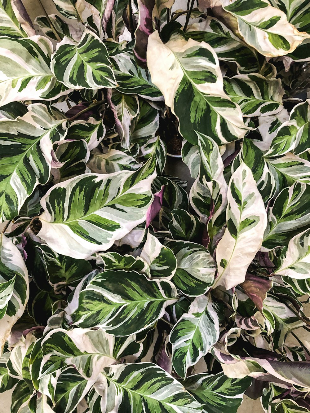 a close up of a green and white plant