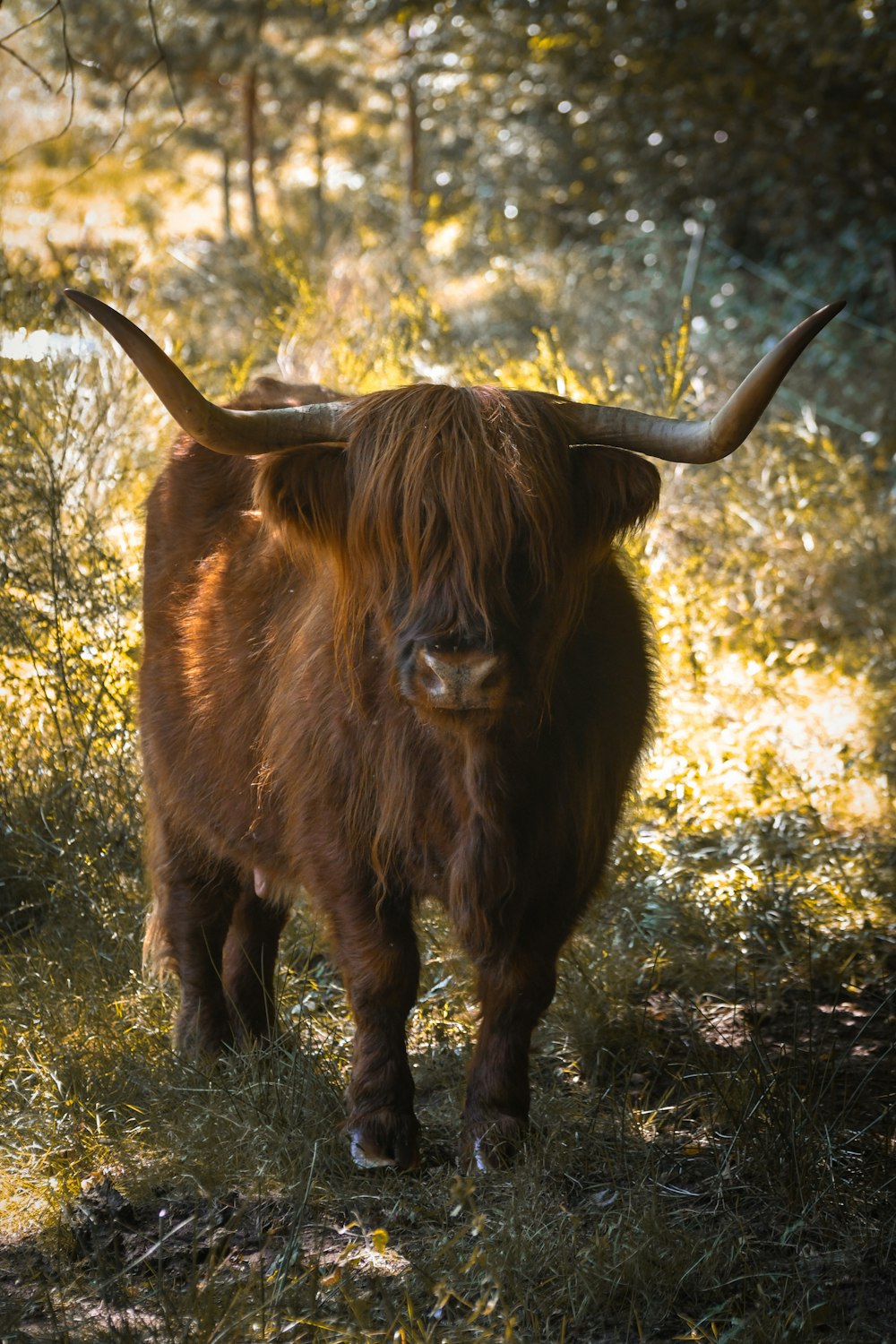 a bull with long horns standing in a field