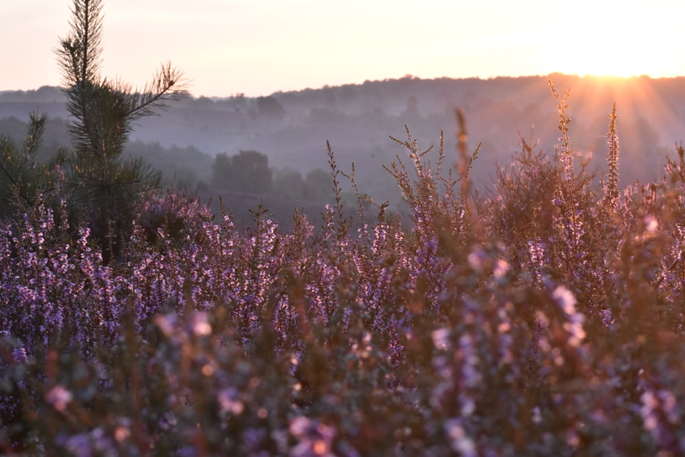 a field of purple flowers with the sun setting in the background