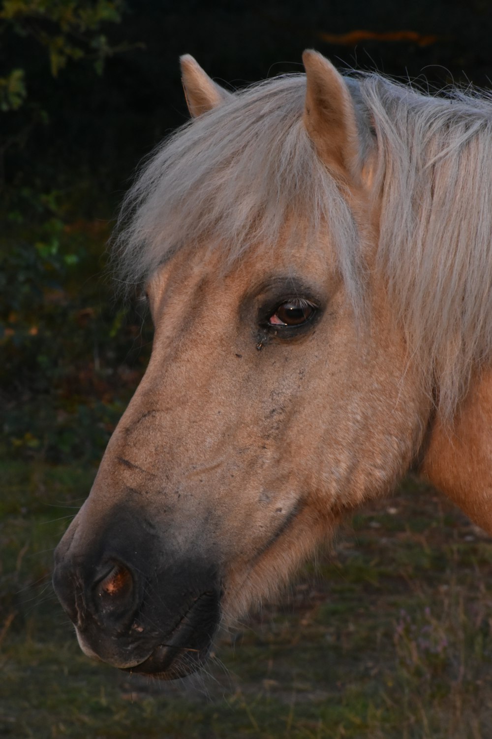 a close up of a horse's face with grass and trees in the background