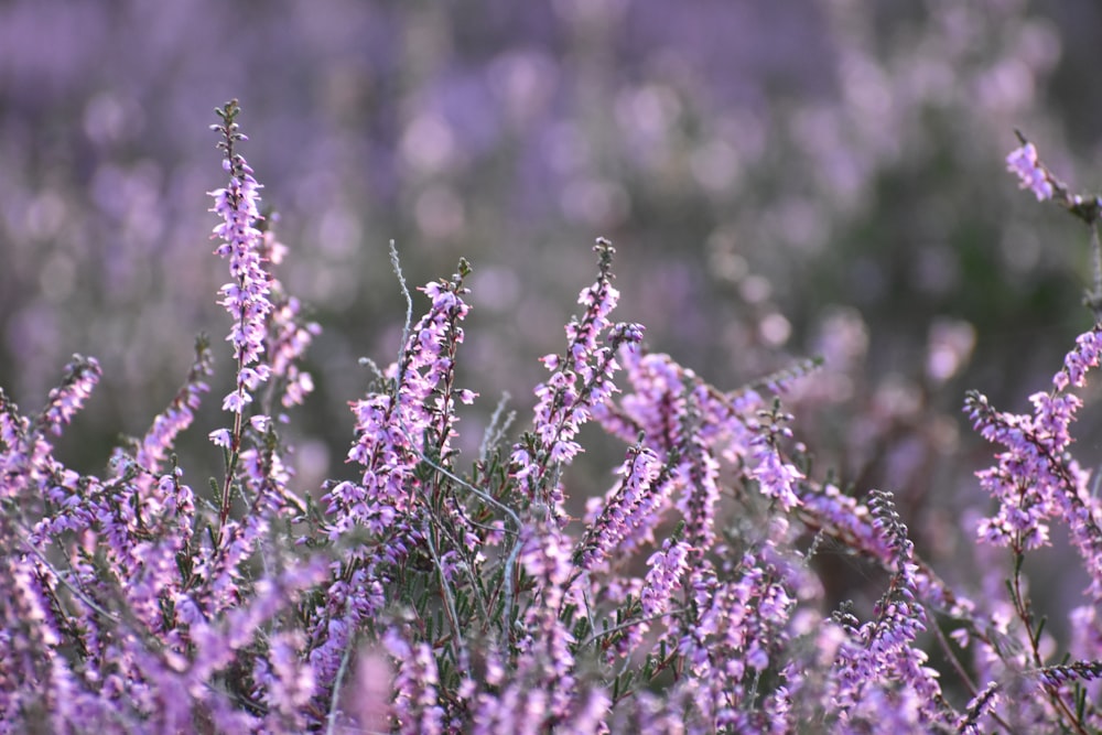 a field full of purple flowers in the middle of the day