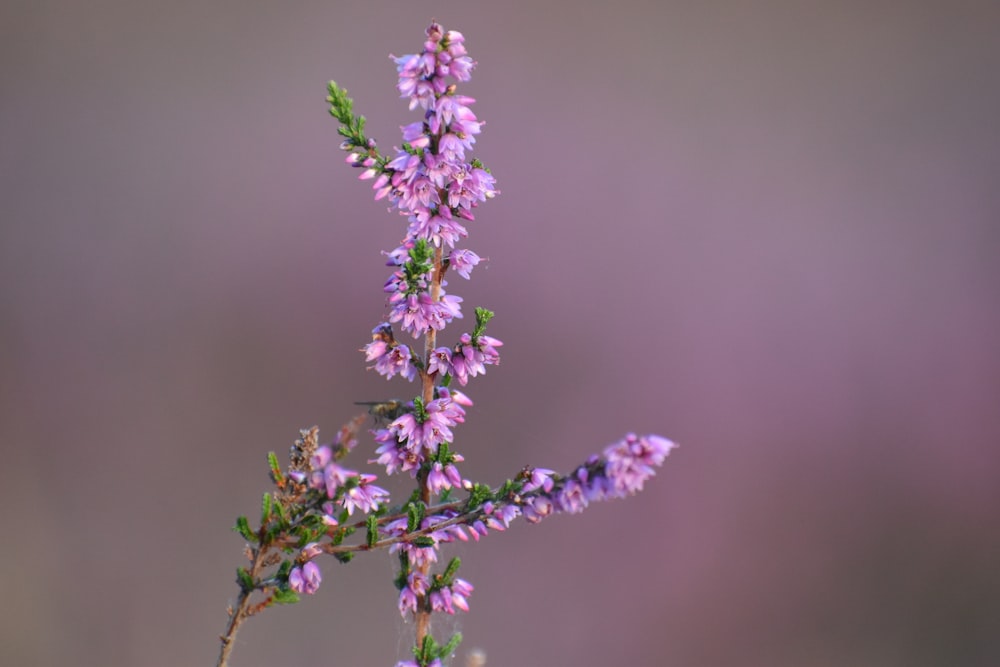 a close up of a purple flower with a blurry background